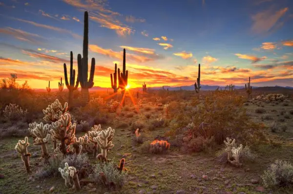 Sonoran Desert cactus landscape