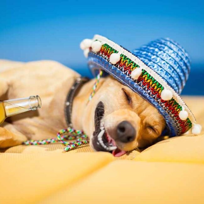 bringing-pets-to-mexico-visiting-mexico