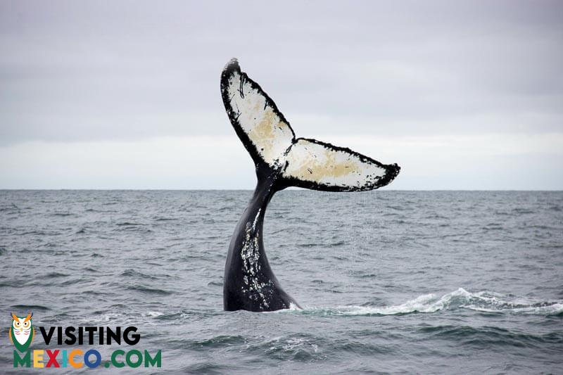 WHALE WATCHING IN BAJA