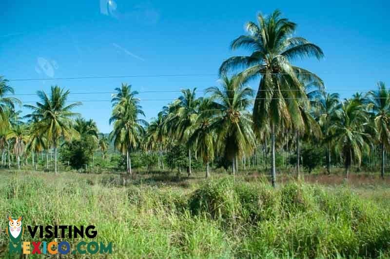 Palm Forest on MEX-200