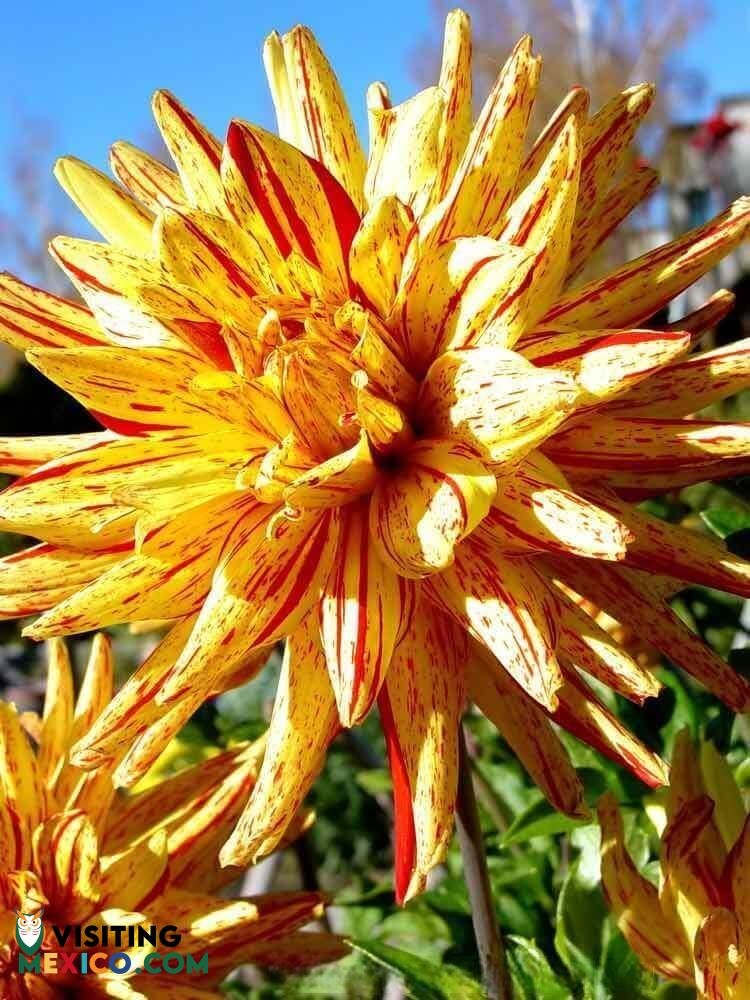 THE AZTEC DAHLIA