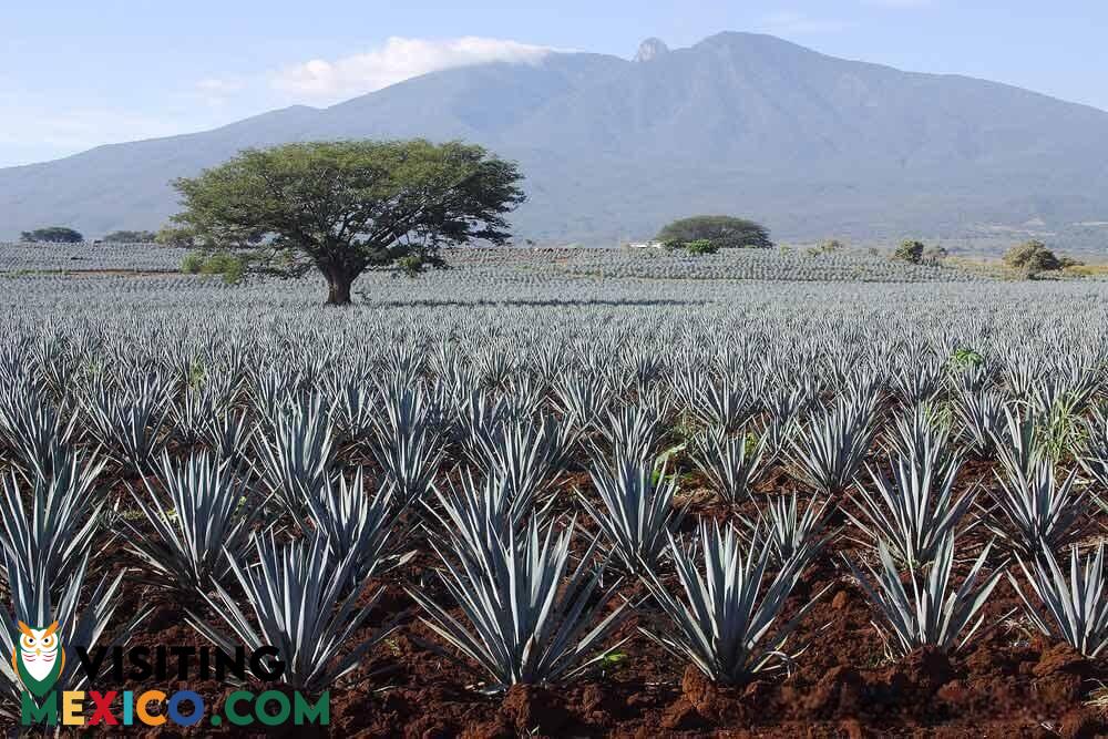 Blue agave fields in Tequila Mexico