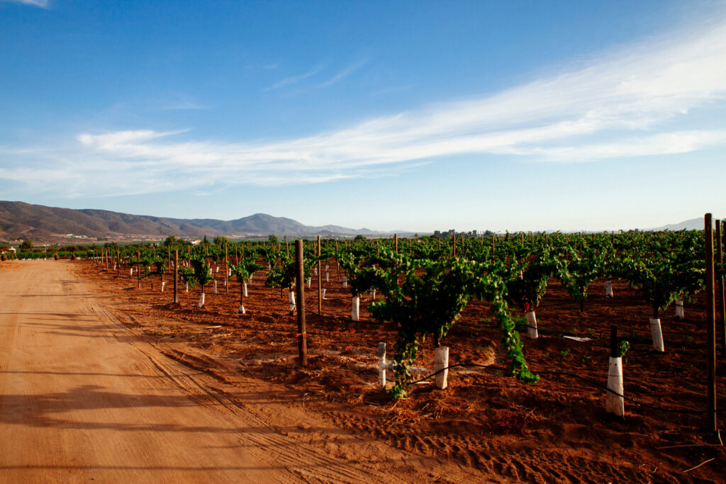 Viñedos en Valle de Guadalupe