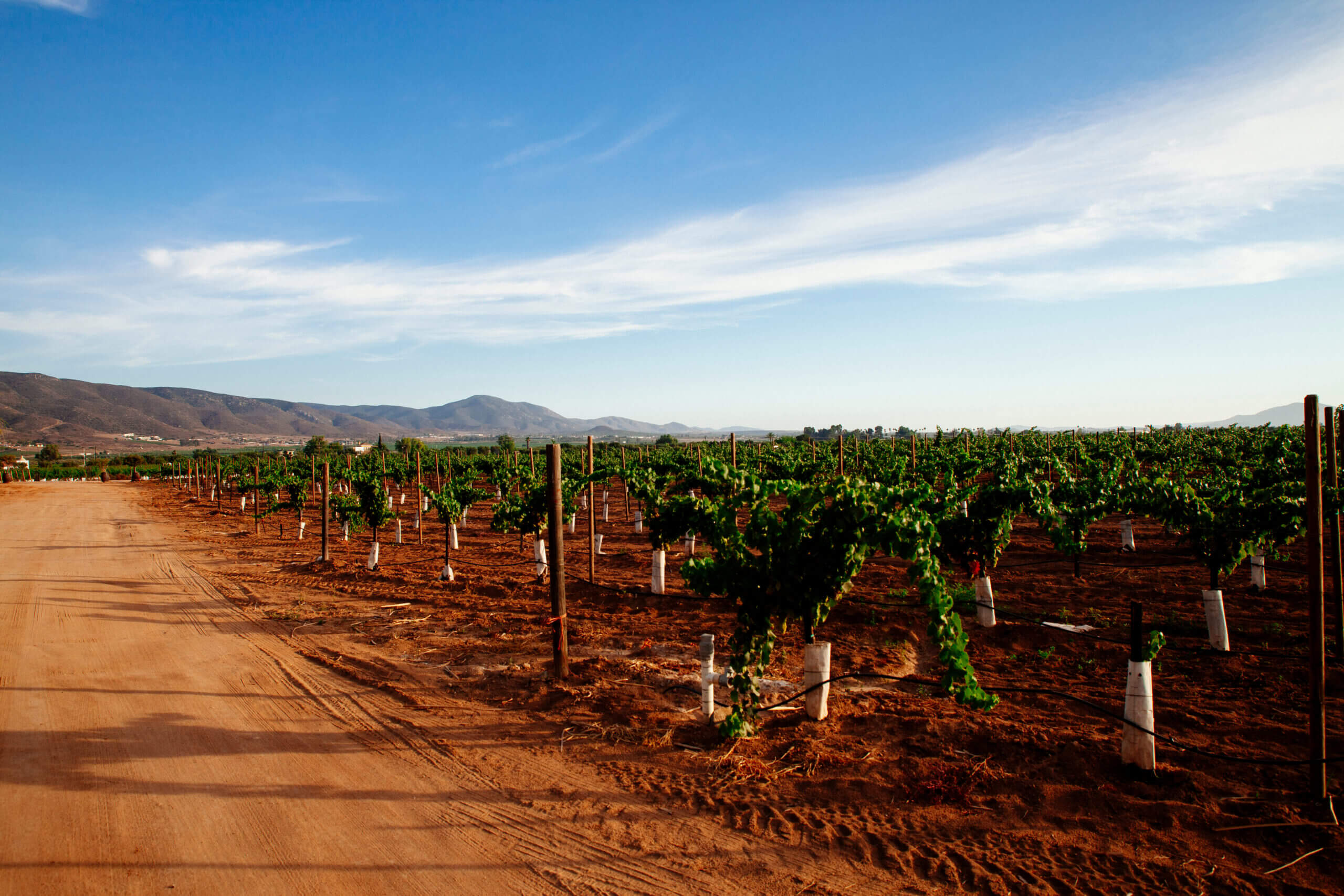 Viñedos en Valle de Guadalupe