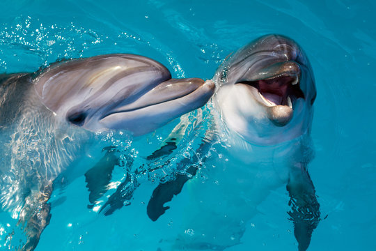 dolphin