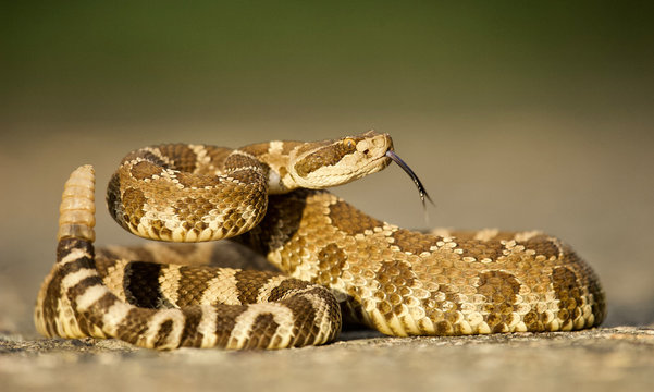 rattlesnake