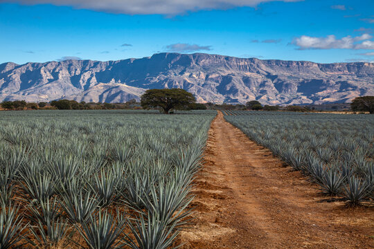 Tequila - blue agave field in Tequila, Jalisco MX