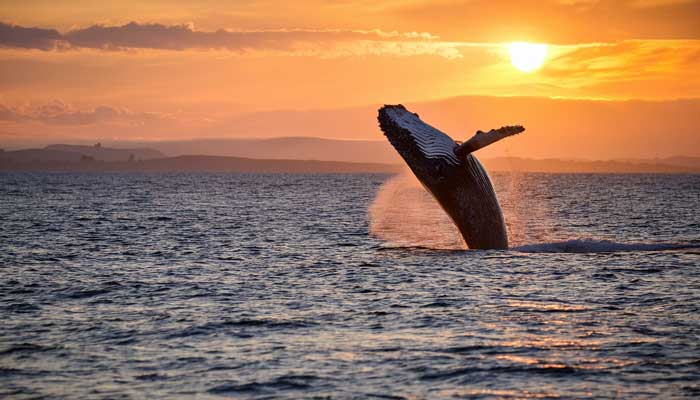 whale watching sunset