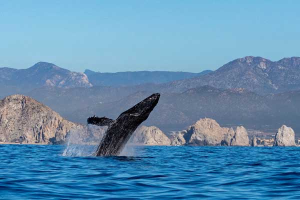 whale watching baja calfornia